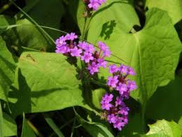 To 12 feet high, spreading to 34 feet wide. Tips Information About Verbena Gardening Know How