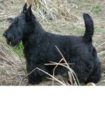 Scottish terrier dog breed information, including pictures, characteristics, and facts. Scottish Terrier Breed Information History Health Pictures And More