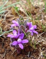 Image result for Raphionacme hirsuta