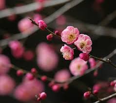 Black And White Cherry Blossoms Wallpaper Japanese Plum Red Flower Spring Flowers Wallpaper Beautiful Flowers Flowers