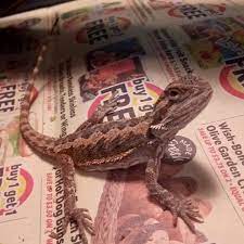 Maybe you would like to learn more about one of these? Fancy Bearded Dragon For Sale Live Pet Reptiles Petsmart
