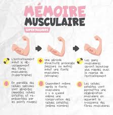 L'indice de masse musculaire n'est pas aussi simple à calculer qu'un indice de masse corporelle qui ce dernier, ne différencie pas la masse graisseuse de la masse musculaire. Comment Calculer Son Taux De Masse Musculaire Ideal