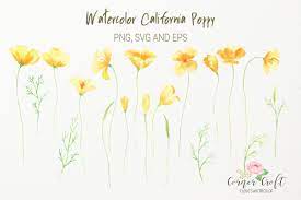 Download Watercolor California Poppy Clipart Png Silhouette Vector Eps And Svg 74240 Illustrations Design Bundles