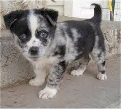 Heeler australian kelpie australian mountain doodle australian shepherd australian terrier azawakh barbet mixed/other morkie / yorktese mountain cur mountain feist mudi munsterlander neapolitan mastiff. Welsh Corgi X Blue Merle Australian Shepherd Puppy Corgi Mix Puppies Aussie Corgi Aussie Corgi Mix Puppy
