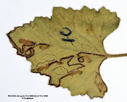 Image result for Stigmella freyella