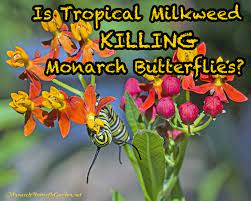 Times, but a majority of it ripens between mid to late september. Is Tropical Milkweed Killing Monarch Butterflies Grow Or No