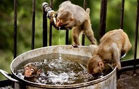 The simian looked entranced as warm water. Daily Squee Bath Page 3 Cute Animals In The Cutest Pictures Ever And Even Cuter Baby Animals Cute Animals Cute Baby Animals Cute Animal Pictures Animal Gifs Gif Animals Cheezburger