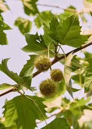 Image result for Platanus