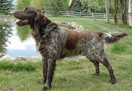 Neither of them are ready to be stud dogs yet. Wirehaired Pointing Griffons Rokslide Forum