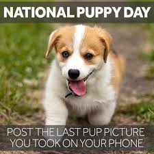 People celebrate by doing various activities that let them the national puppy day is celebrated every 23rd of march each year. Wlwt On Twitter It S National Puppy Day Post The Last Dog Picture You Took On Your Phone In The Replies Below
