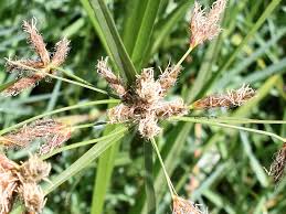 Image result for Bolboschoenus glaucus