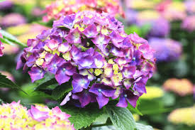 In slightly acidic or neutral soil with a ph from 6.0 to 7.0 flowers appear purple or a mix of blue and pink. Hydrangea Flower Meaning Flower Meaning
