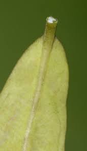 Image result for Secamone