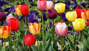 Flower in your dream is a sign of good luck and making a fortune. Dreams About Flowers Seeing Flowers In Dream Meanings