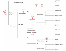 Image result for Malvaceae: Byttnerioideae, Helicteroideae