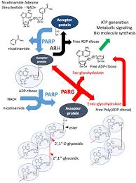 Daher lässt dieses story aufhorchen. Frontiers Poly Adp Ribose Glycohydrolase Parg Vs Poly Adp Ribose Polymerase Parp Function In Genome Maintenance And Relevance Of Inhibitors For Anti Cancer Therapy Molecular Biosciences