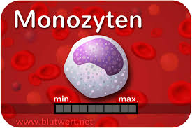 Monozyten Blutwert Mono Vorlaufer Der Fresszellen