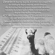 Https Www Instagram Com Bilgikupu Tv Simsek Deve Bilgi