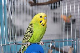 Find opening hours for bird shops near your location and other contact details such as address, phone number, website. The Sad Truth Some Pet Stores Mistreat The Animals They Sell
