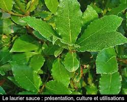 Check spelling or type a new query. Le Laurier Sauce Presentation Culture Et Utilisations