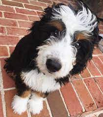 Bordoodle Border Collie Poodle Dog Training Dog Breeds Border Collie Dog