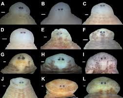 Petrina), and texas fawnsfoot (truncilla macrodon). Gimme Shelter Seven New Leech Species Call Freshwater Mussels Home