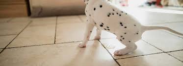 Guaranteed 100% odor removal in one treatment or your money back! How To Effectively Clean Dog Urine In Your Home Plenty