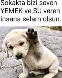Zonguldak Kopek Ciftligi Home Facebook