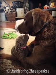 Joe jack harris fuson x peppers peanut fuson. 320 Best Chesapeake Bay Retrievers Ideas Chesapeake Chesapeake Bay Retriever Retriever