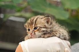 formosan leopard kitten leopard kitten animals cute animals