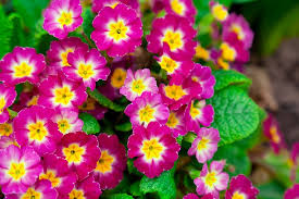 Hardy annuals can usually tolerate cold temperatures and freezing. Best Perennial Flowers To Thrive In Northern Utah Millcreek Gardens