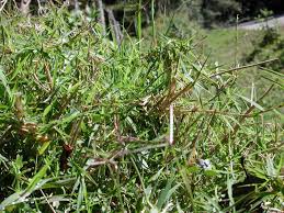 Image result for Cynodon nlemfuensis