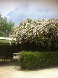Le Carre D Herbes L Isle Sur La Sorgue Menu Prix Restaurant Avis Tripadvisor