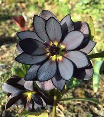 Çay yapımında bitkinin yaprakları ve çiçekleri kullanılır.lotus çayının ferahlatıcı aroması ve güzel tadı vardır. Siyah Nilufer Cicegi Uludag Sozluk