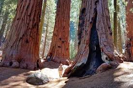 Maybe you would like to learn more about one of these? 6 Best Campgrounds In Redwood National And State Parks Ca Planetware