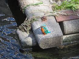 ゆるバーダーののんびり野鳥撮影 Let's go birding