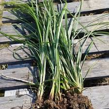 Image result for Cyperus articulatus