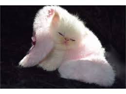 Browse himalayan kittens for sale & cats for adoption. Himalayan Kittens For Sale Animals Big Bear Lake California Announcement 153432