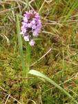 Dactylorhiza sphagnicola