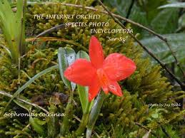 Image result for Epipactis africana