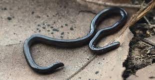 They practically live almost everywhere, in deserts, forests, oceans, and lakes. Top 10 Smallest Snakes In The World Az Animals