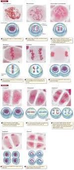 Pin On Dna