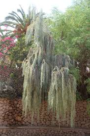 Find & download free graphic resources for acacia tree. Weeping Myall Tree Acacia Pendula Tree From Ein Gedi Isra Daniel Agroni Flickr