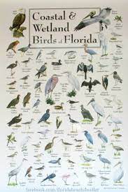 Coastal And Wetland Birds Of Florida Photographed At Naples Pier Florida Living At The Florida Beach Sanibel Island Florida Florida Beaches Coastal Vacations