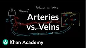 This is because a special part of the nervous system. Arteries Vs Veins What S The Difference Video Khan Academy