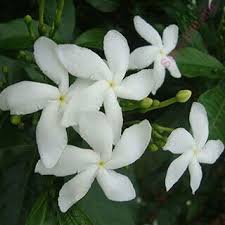 Maybe you would like to learn more about one of these? English To Bengali Dictionary Meaning Of Jasmine In Bengali Is à¦œ à¦‡ à¦¨à¦¬à¦® à¦² à¦• à¦œ à¦‡ à¦« à¦² à¦° à¦— à¦› à¦¬ à¦¶ à¦·