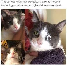 We Have The Technology We Can Rebuild Him Funny Pictures Cute Funny Animals Funny Animals