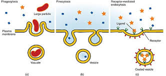 This is an important process that serves a number of vital functions including: Endocytosis Vs Exocytosis Definitions Types Of Exocytosis
