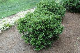 Buy carissa holly bushes online. Carissa Holly Calloway S Nursery