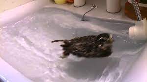 Безамо со хийла хьиза во гитара. Owl Floating In The Sink Bath Time Youtube